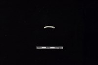 藏品(陶環)的圖片